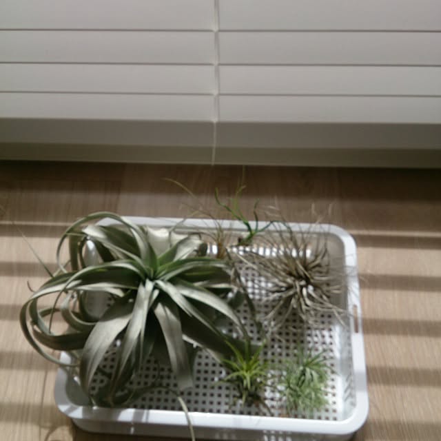 macoさんの実例写真