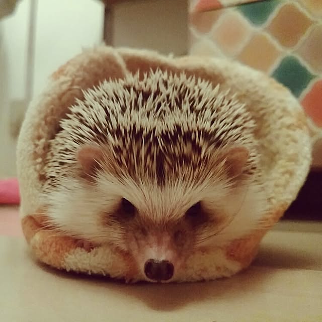 kuruさんの実例写真