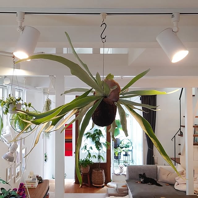 Cocoaさんの実例写真
