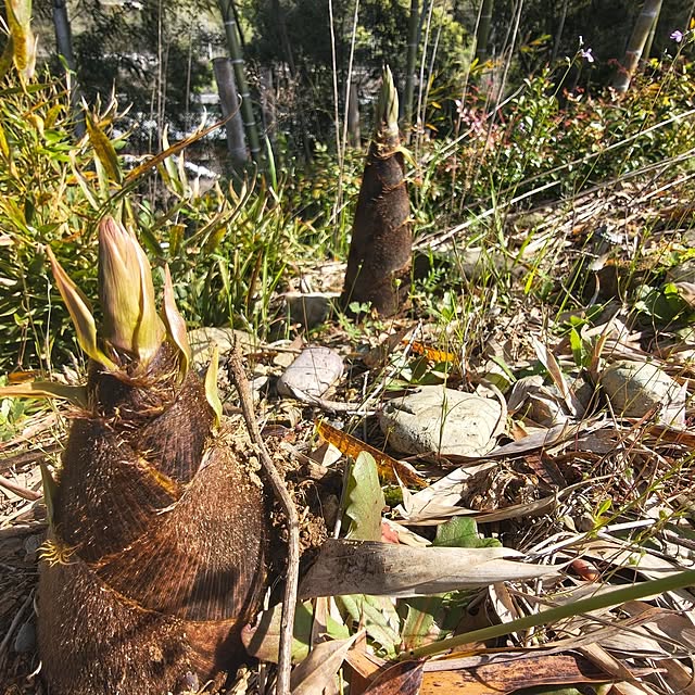 Rubiconさんの実例写真
