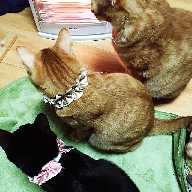 kotetuさんの実例写真