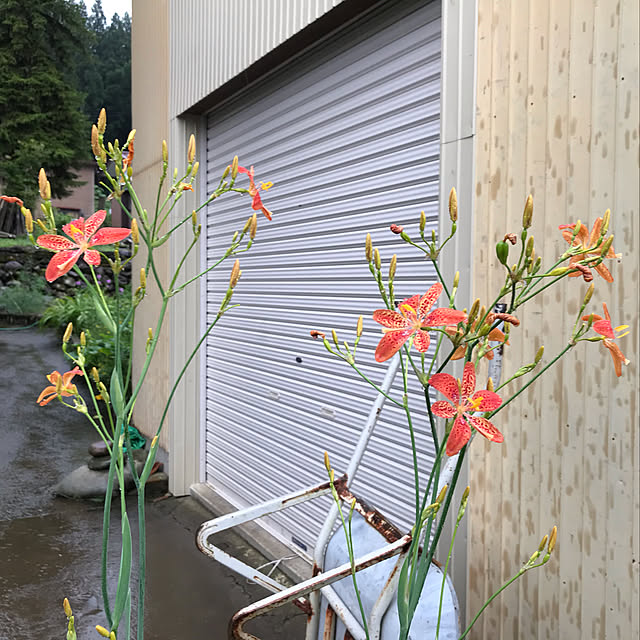 aoinokimiさんの実例写真