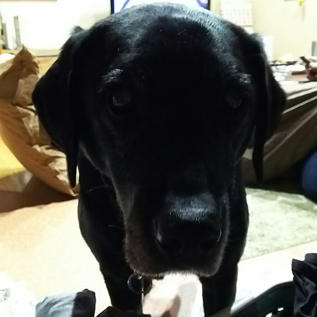 ohisamaさんの実例写真