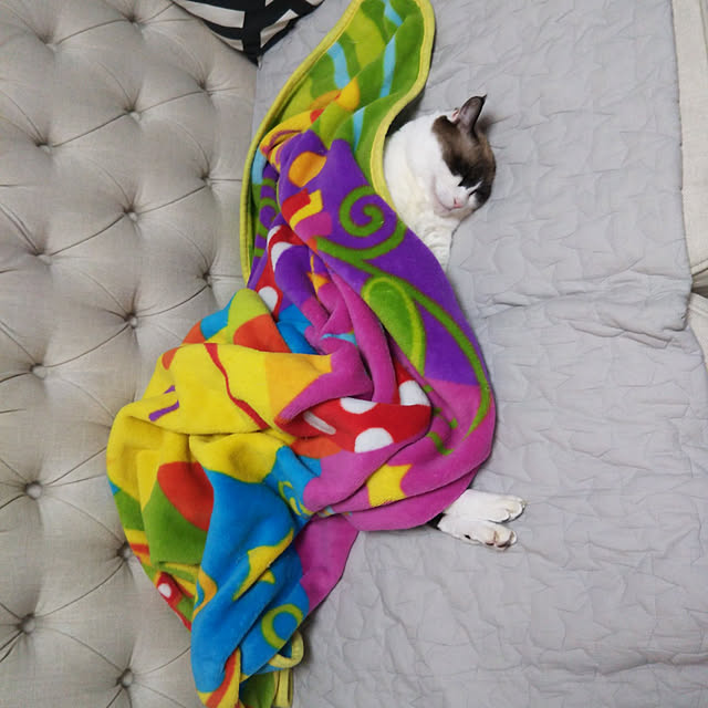 sabaさんの実例写真
