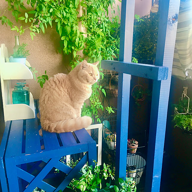 naokoさんの部屋
