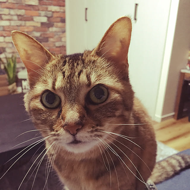 muupoupepeさんの実例写真