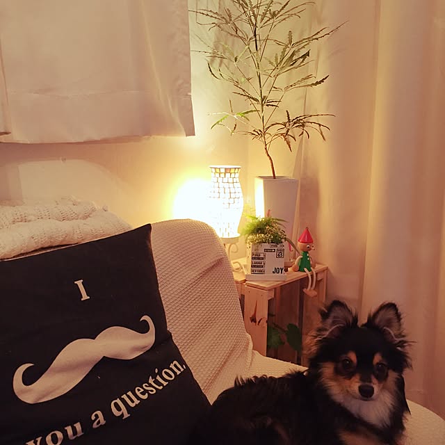 shocopyさんの実例写真