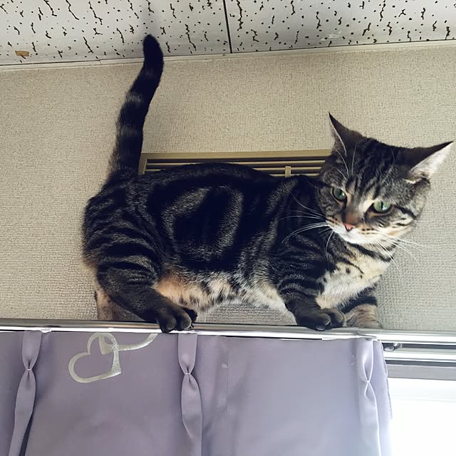 tomommyさんの実例写真