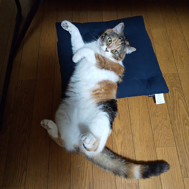 yukieさんの実例写真