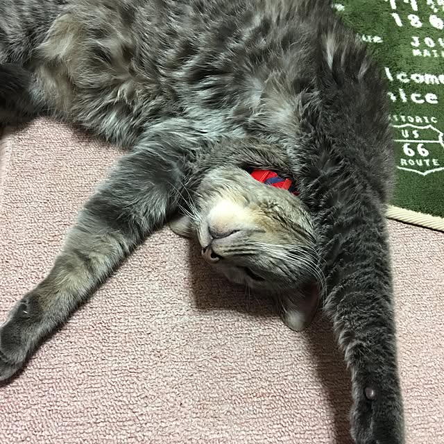 akekuroankoさんの実例写真