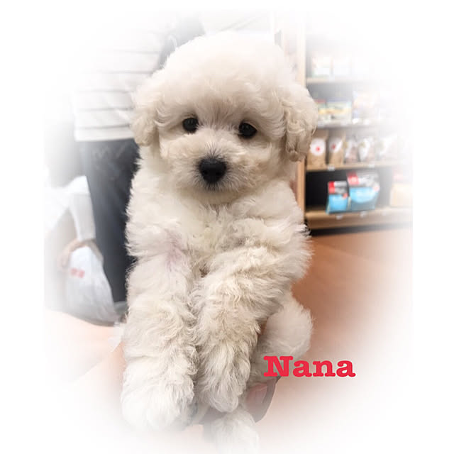 angeさんの実例写真