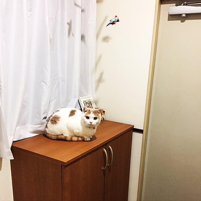 amutantanさんの実例写真