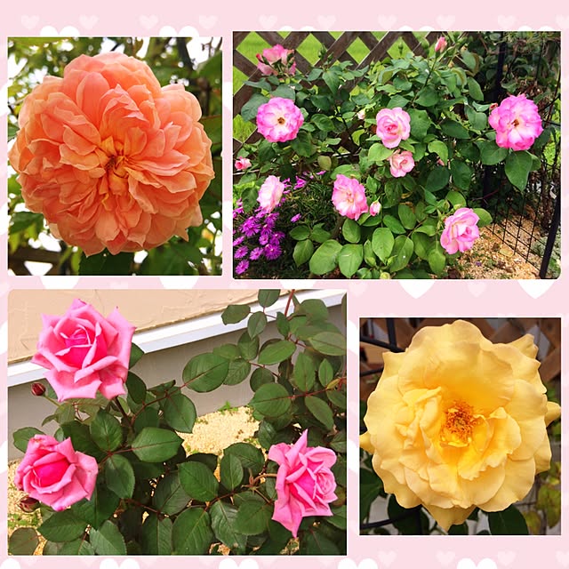 HappyRoseさんの実例写真
