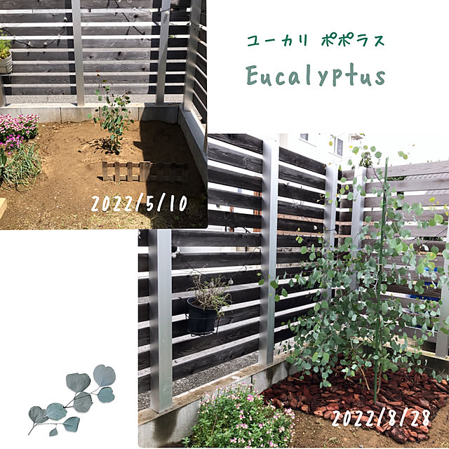 kossyさんの実例写真