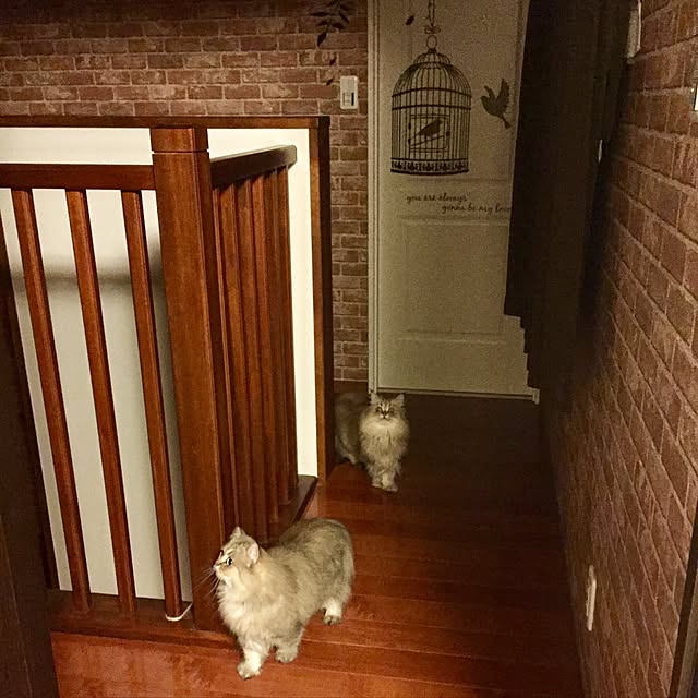 butachanさんの実例写真