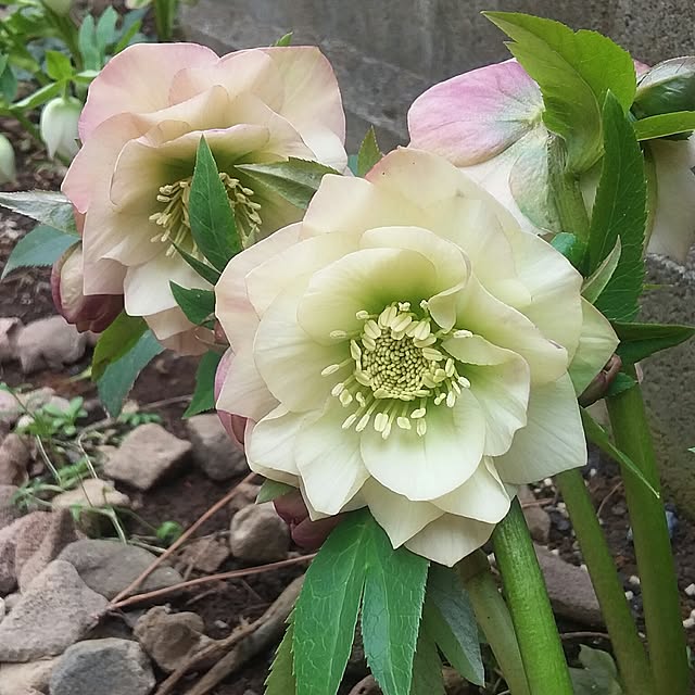 yukkoさんの実例写真