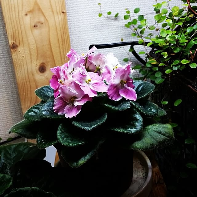 Satomiさんの実例写真