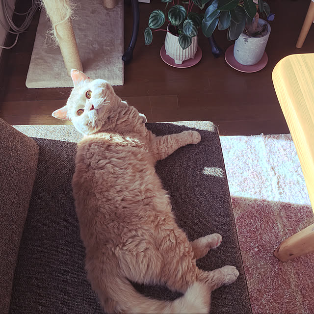 naokoさんの実例写真