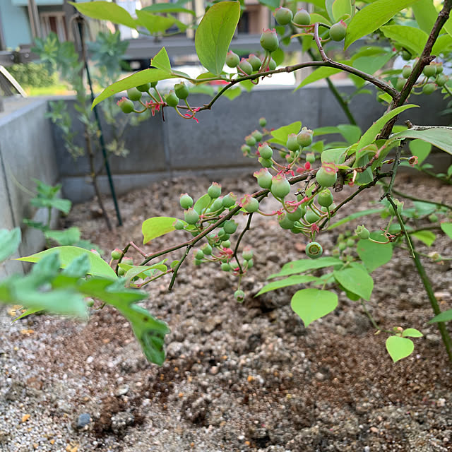 chiroさんの部屋