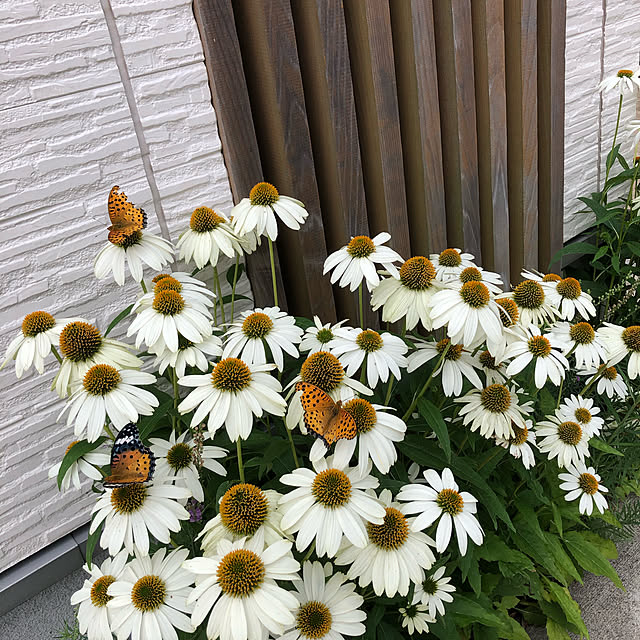 fuwalilyさんの実例写真