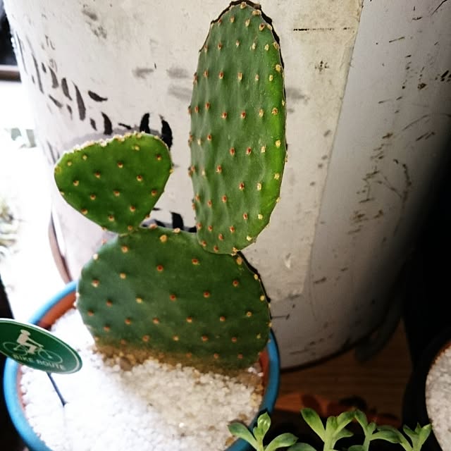 BOOBOOさんの実例写真