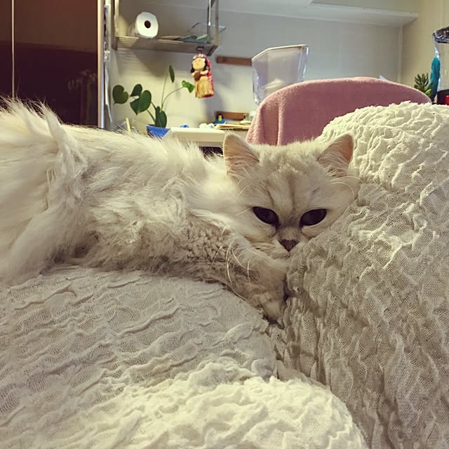 Aiさんの実例写真