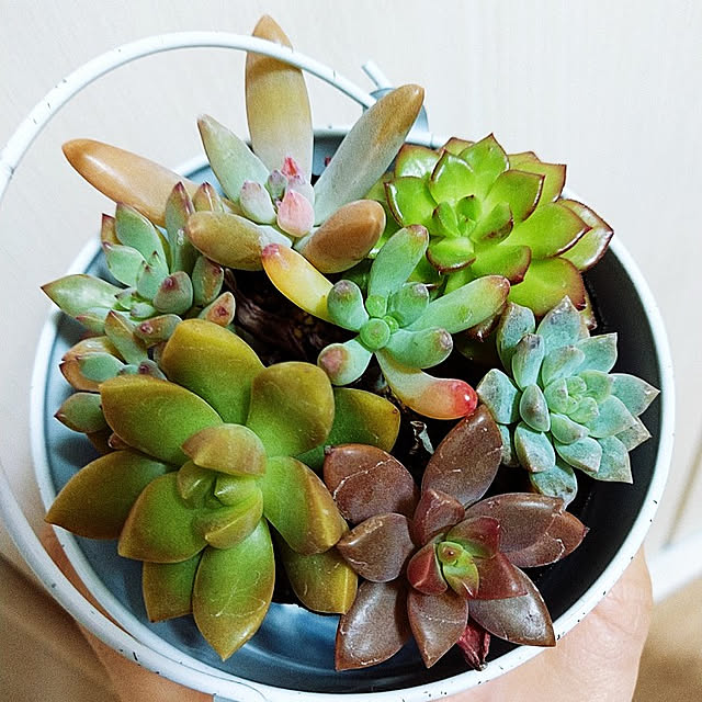 ベッド周り/観葉植物/多肉植物のインテリア実例 - 2020-11-10 20:39:37