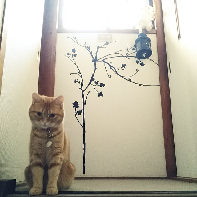 fruityanさんの実例写真