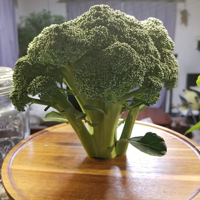 midoriさんの実例写真