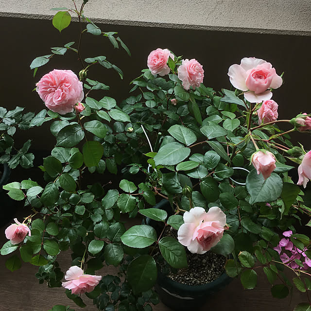 yukarinさんの実例写真