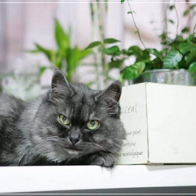 melove324さんの実例写真