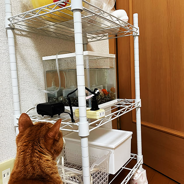 belugaさんの実例写真