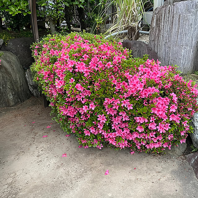 shin0719さんの実例写真