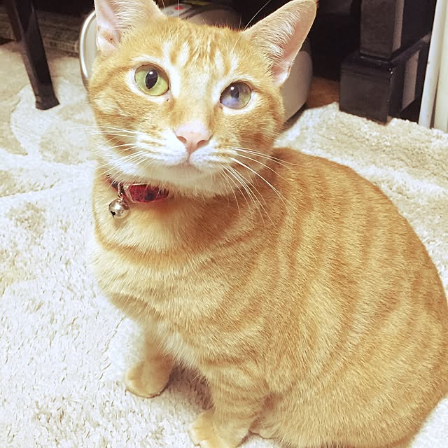 aknmamaさんの実例写真