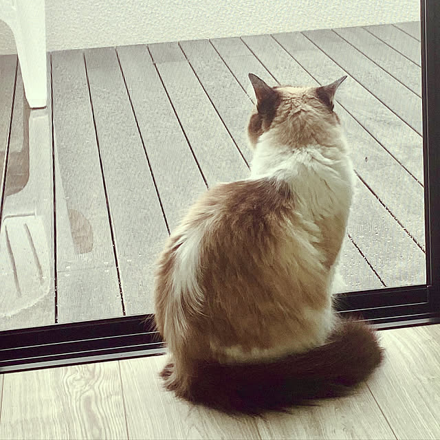 gingerwynksさんの実例写真