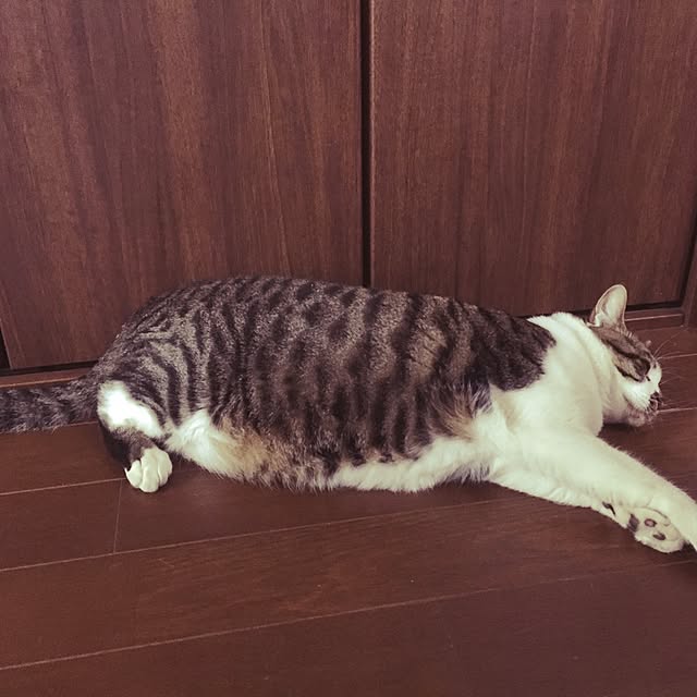 rio.twinsmamaさんの実例写真