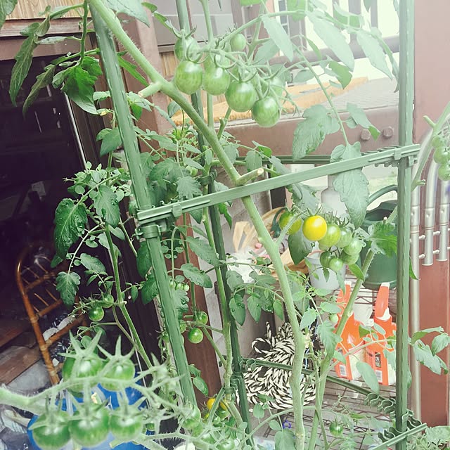 Yorikoさんの実例写真