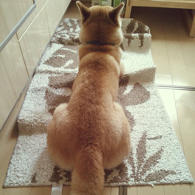 kotaさんの実例写真
