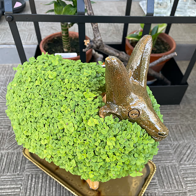 aureaさんの実例写真