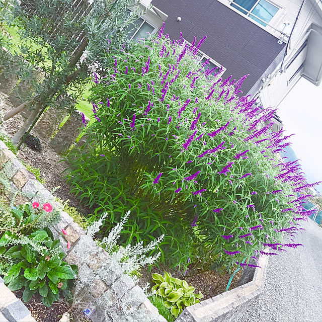kinakoさんの実例写真