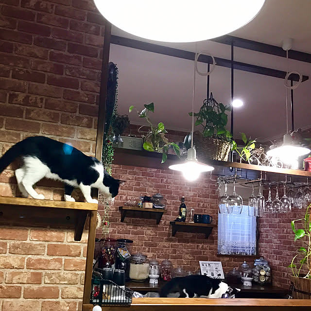 butachanさんの実例写真
