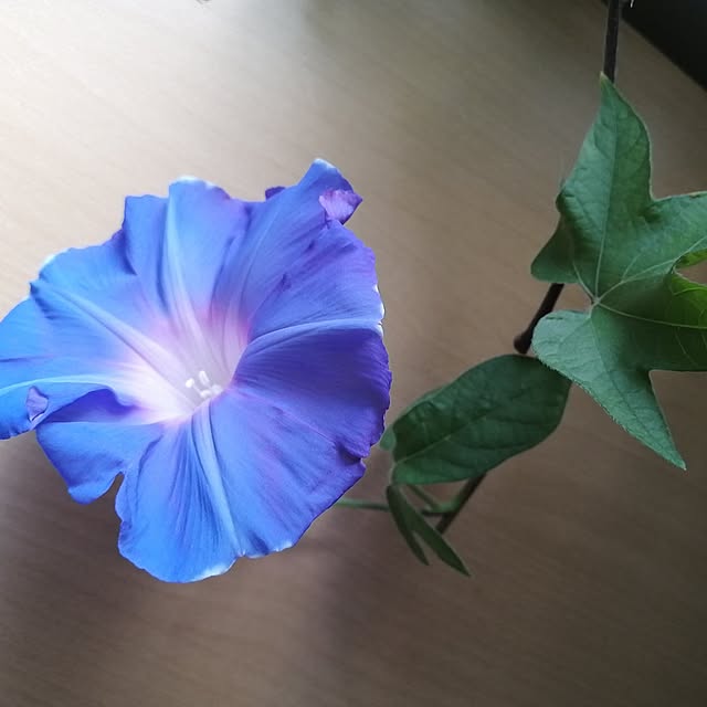 sakuraさんの実例写真