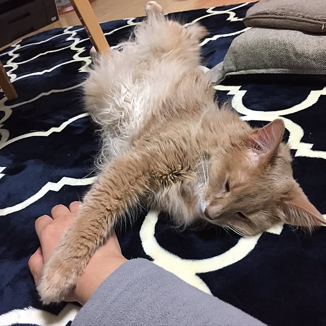 mofucatさんの実例写真