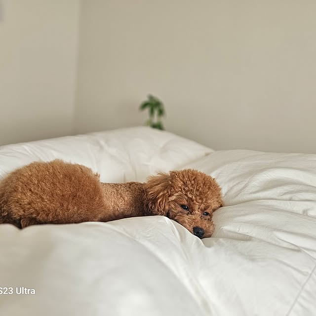 Pokoさんの実例写真