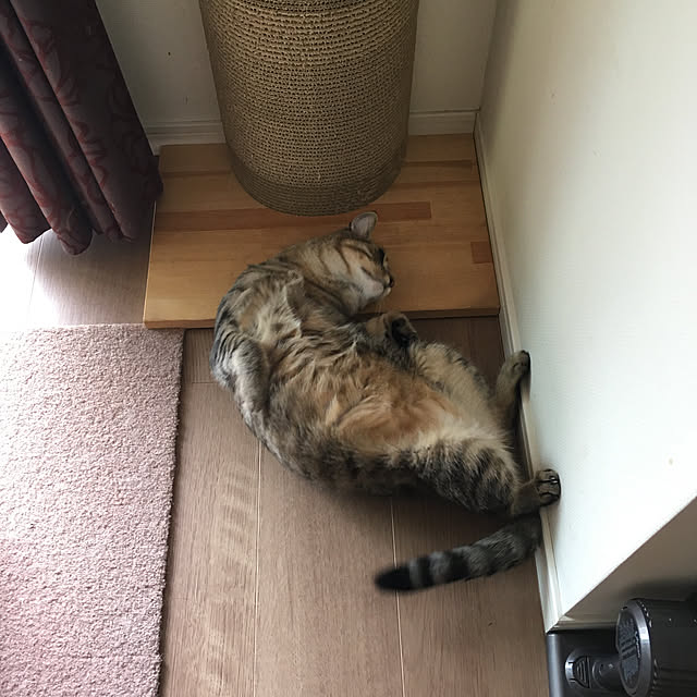 mikomaruさんの実例写真