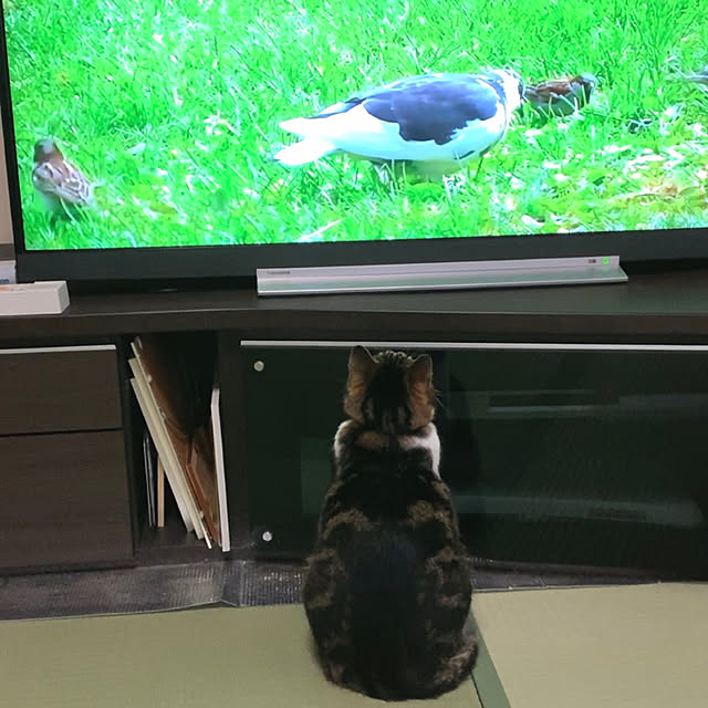 mariさんの実例写真