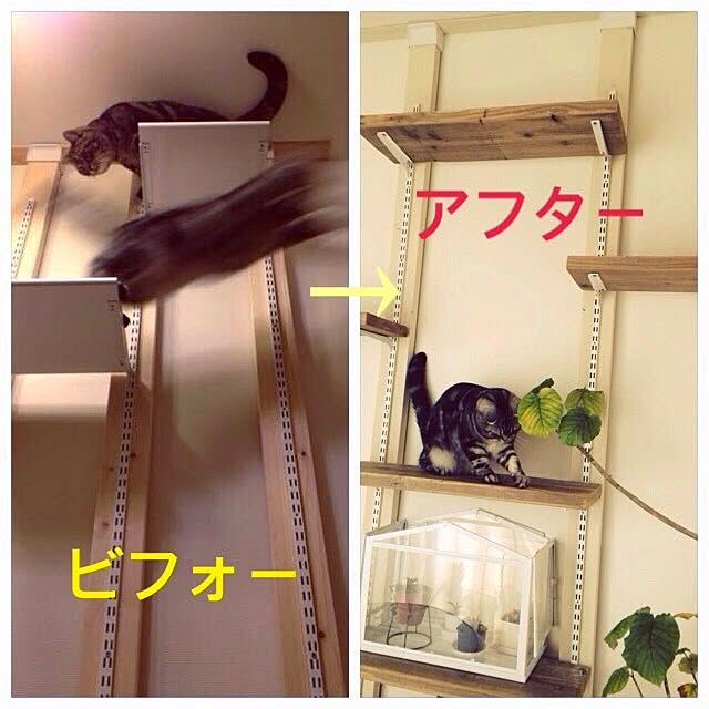 mikomaruさんの実例写真