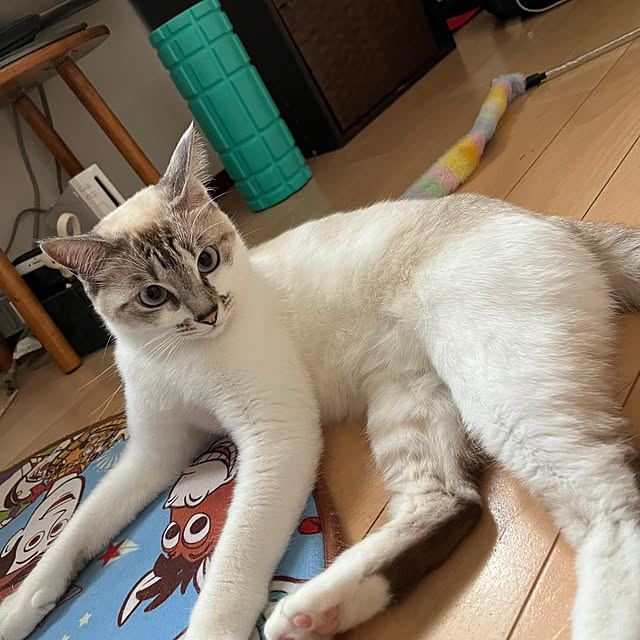 nekoさんの部屋