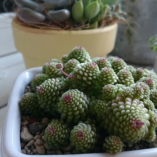 chocoraisinさんの実例写真