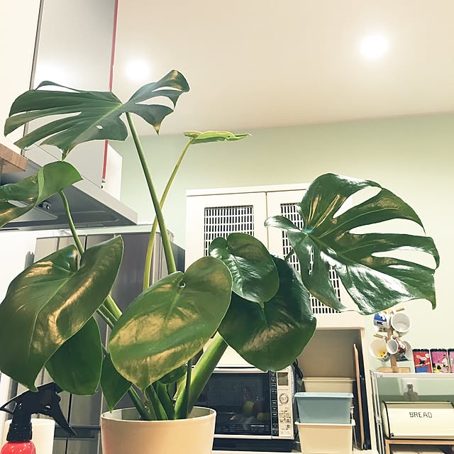 taitaiさんの実例写真